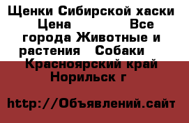 Щенки Сибирской хаски › Цена ­ 18 000 - Все города Животные и растения » Собаки   . Красноярский край,Норильск г.